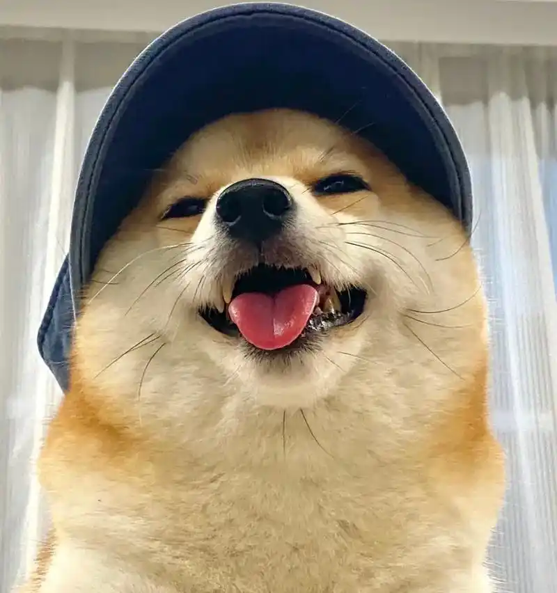 要像小狗一样开心.#萌宠头像 #优质头像 #可爱头像 #呆萌 - 抖音