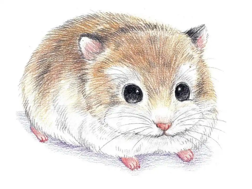 彩铅小动物-仓鼠91 绘画要点 	 1.