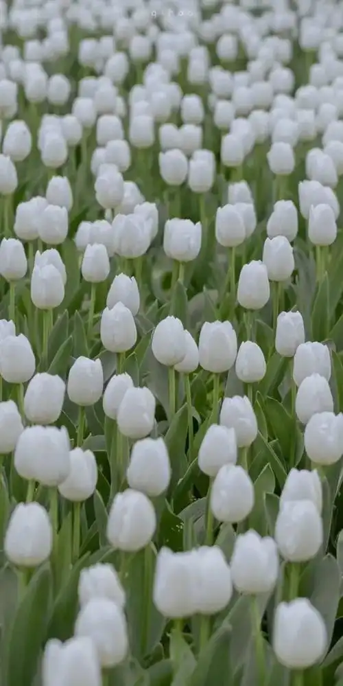 高清绿色系壁纸绿色系壁纸潮图