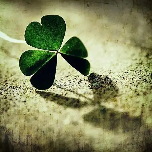 9张代表着幸运与祝福的三叶草唯美图片分享