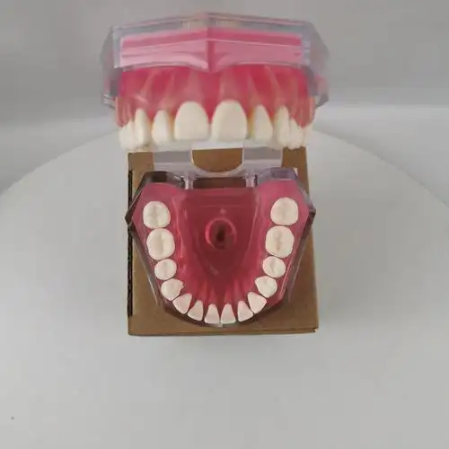 m7008成人可拔牙28颗牙标准模型 牙齿可拆卸 教学模型