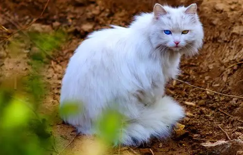 双色眼的波斯猫