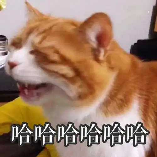 萌宠gif猫星人gif哈哈哈哈gif大笑gif搞怪gif逗gif