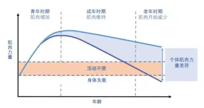 一般来说,老年人腿脚不利索的主要原因,就是 肌肉量严重不足,而并非