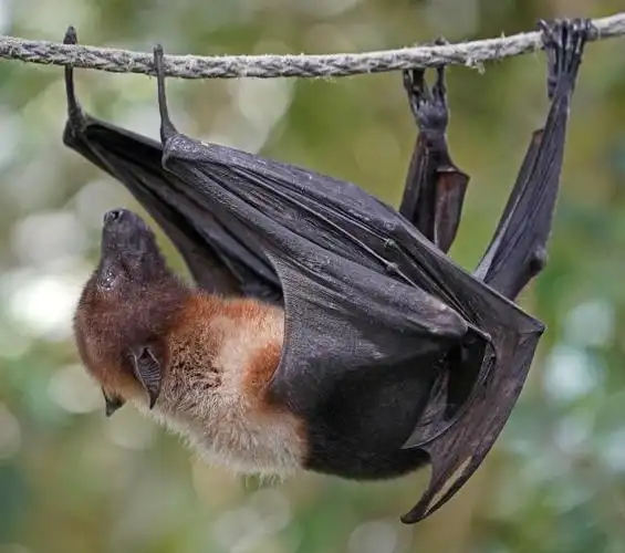 非洲小狐蝠
