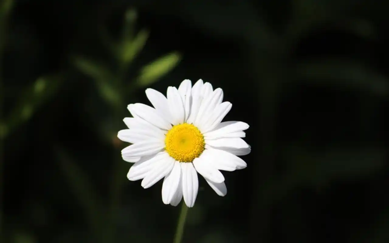 清新淡雅的小雏菊花卉桌面壁纸-花卉壁纸 - 壁纸之家