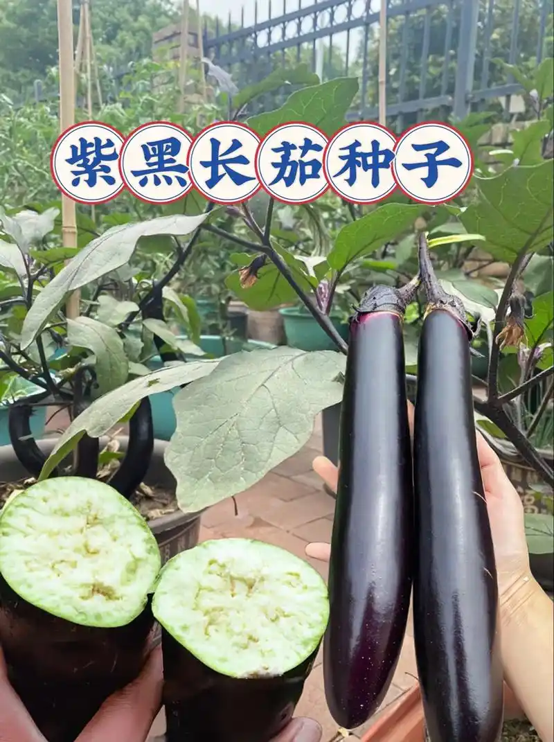 这款早熟紫茄子,皮薄紫黑色甜糯,春夏秋四季播种蔬菜种子!盆栽