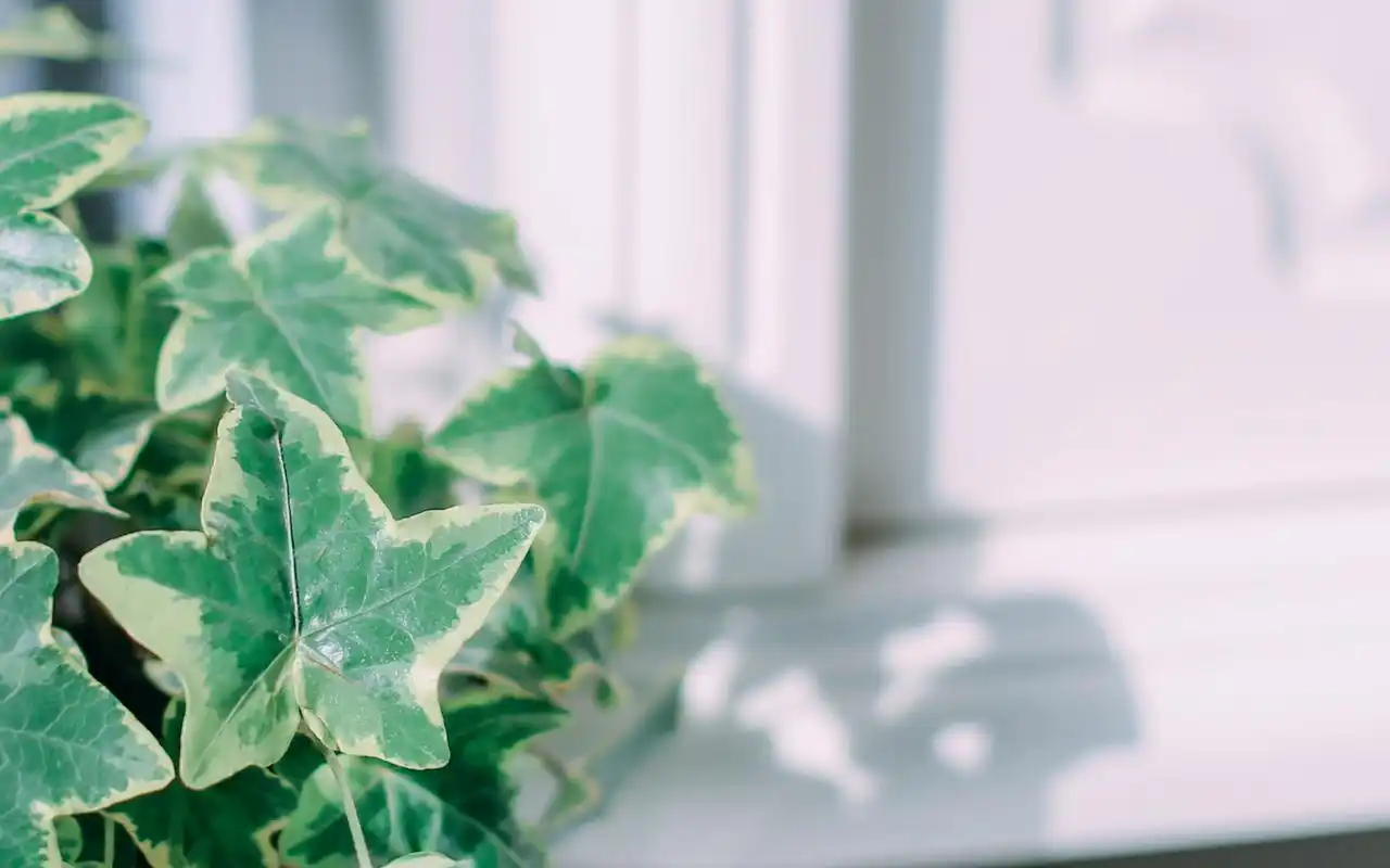 简约小清静物唯美意境图片桌面壁纸-风格壁纸-手机壁纸下载-美桌网