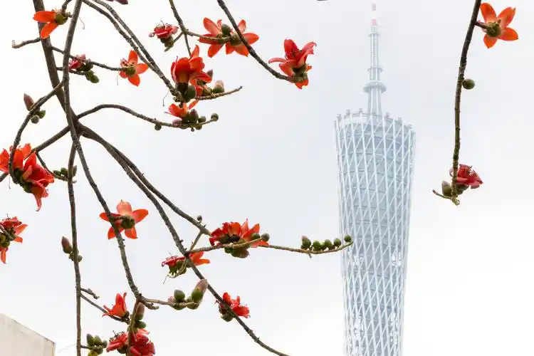 广州:木棉花