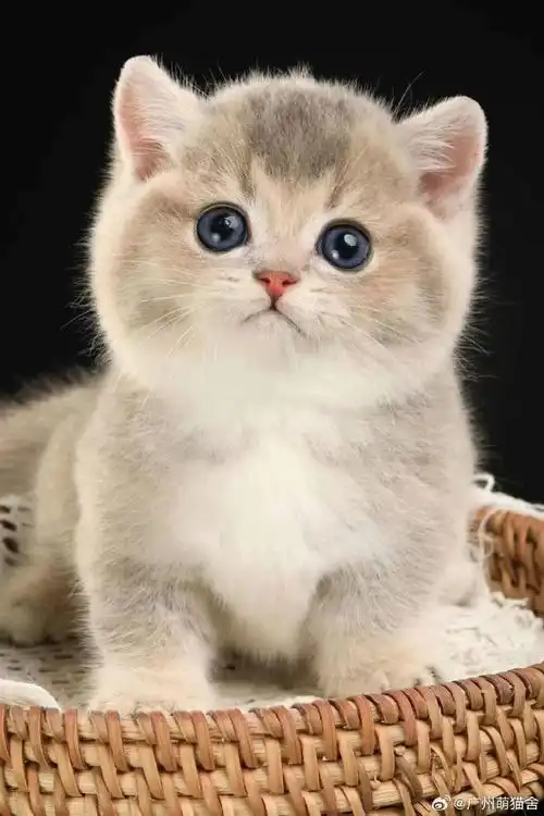 广州萌猫舍#可爱得像个娃娃,蓝金矮脚弟弟萌宠超话#英短三花##美短加