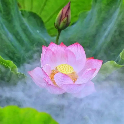 如果我的心,是一朵莲花