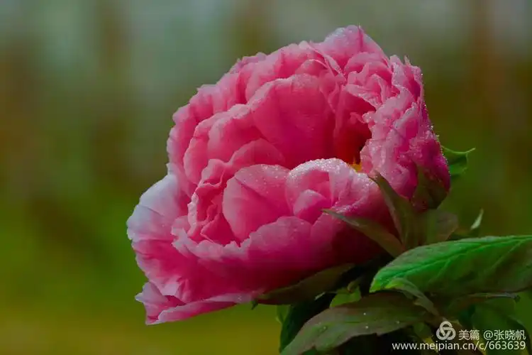 华南植物园2019春节第七届牡丹节