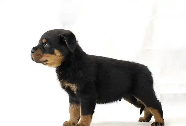 世界名犬罗威纳犬rottweiler