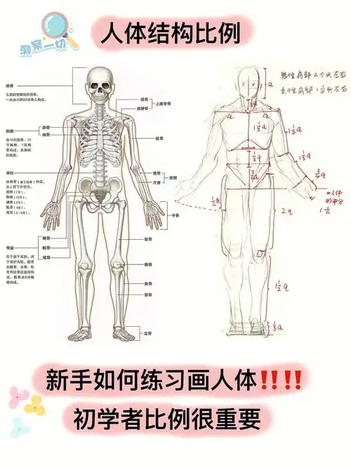 人体骨骼结构图新手如何画人体63自学分享