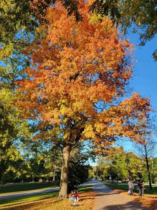 棕色(一到冬天就沉迷于棕色系,搭配了5套照着穿,找寻点灵感) - 生活