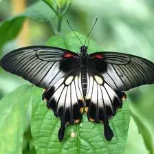 美凤蝶 美凤蝶(papiliomemnon)又名多型凤蝶,是一种雌雄异型的蝴蝶.