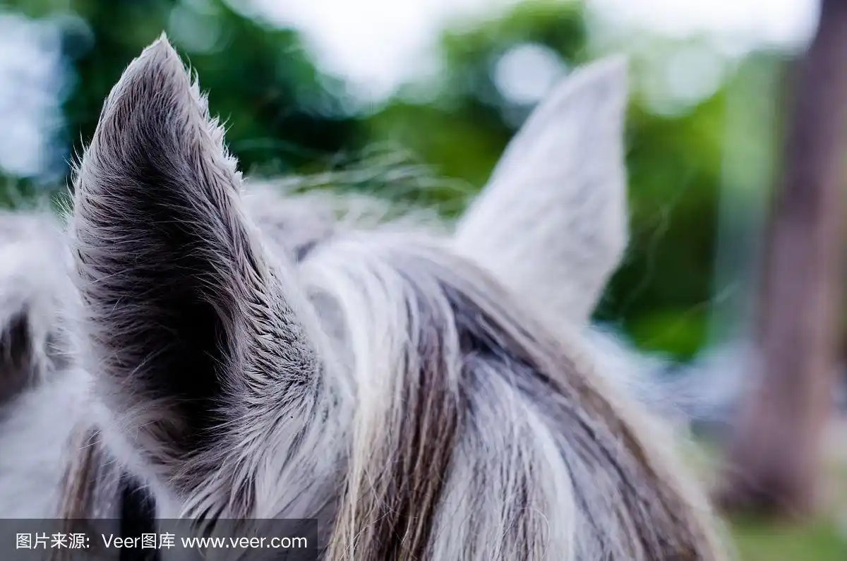 马的耳朵