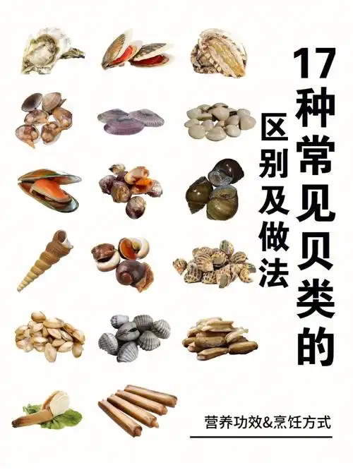 17种常见贝类的区别及做法烹饪方法