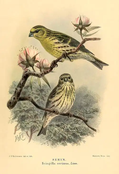 国际爱鸟日 | 19世纪最出色鸟类插画师,手绘记录濒危飞鸟之美