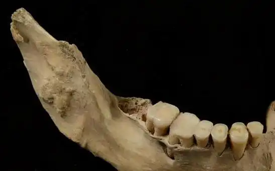 犬牙乳牙会在34周时长出它们位于门牙的旁边,形状又长又尖小猫的前