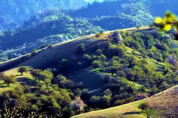 新疆霍城大西沟,美得感天动地!_伊犁_樱桃_野果