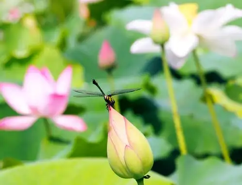 7.24.木鱼山庄,拍蜻蜓与荷花