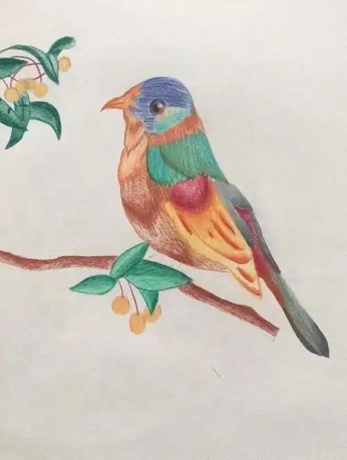 彩铅花鸟 举报/反馈