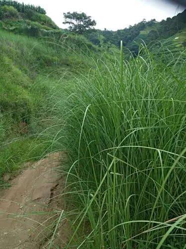 走在乡间的小路上