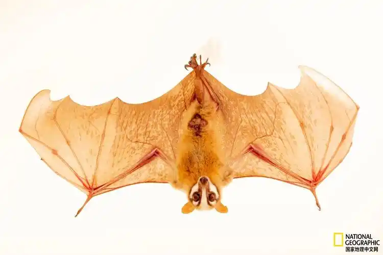 蝙蝠:动物世界里真正的超级英雄