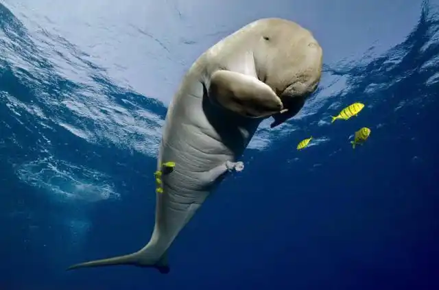 儒艮为什么叫美人鱼?