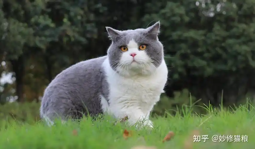 为什么英短的销量比美短好这几点差别太大了