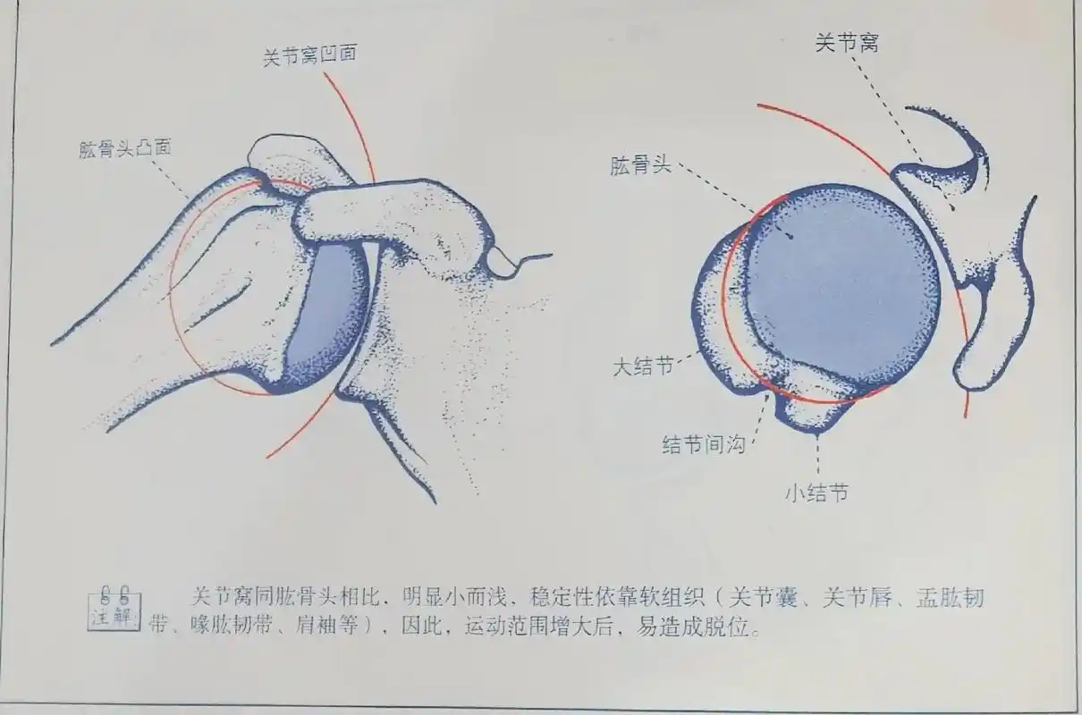医学图文科普(肩关节),#医学科普 #每天跟我涨知识 #关节 - 抖音