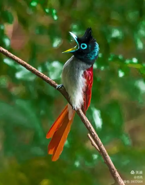 体态美丽的一寿带鸟