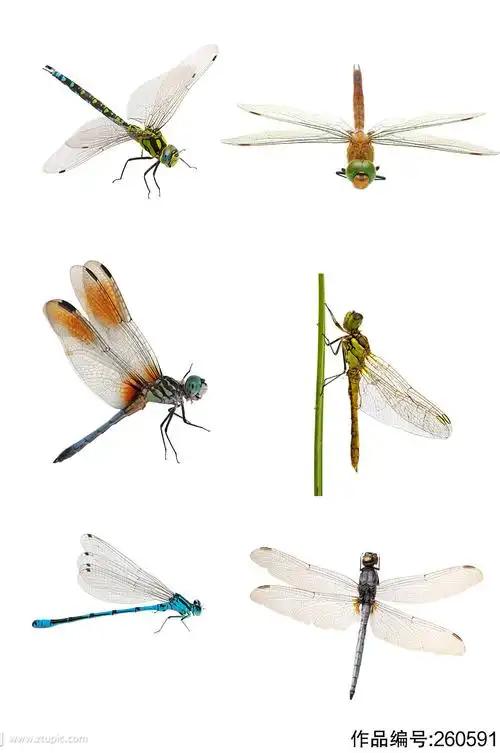 高清蜻蜓免抠素材