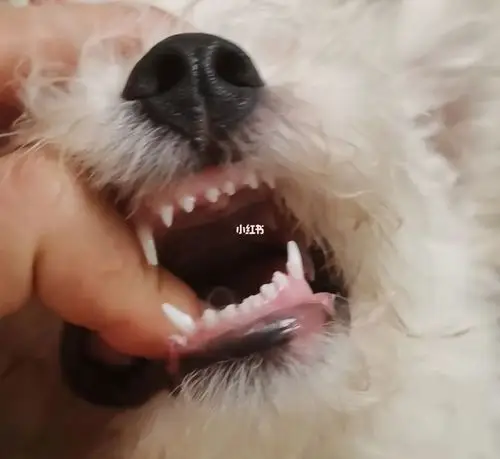 三个月比熊牙齿长这样正常吗?_比熊_家有比熊_宠物_狗_养狗经验
