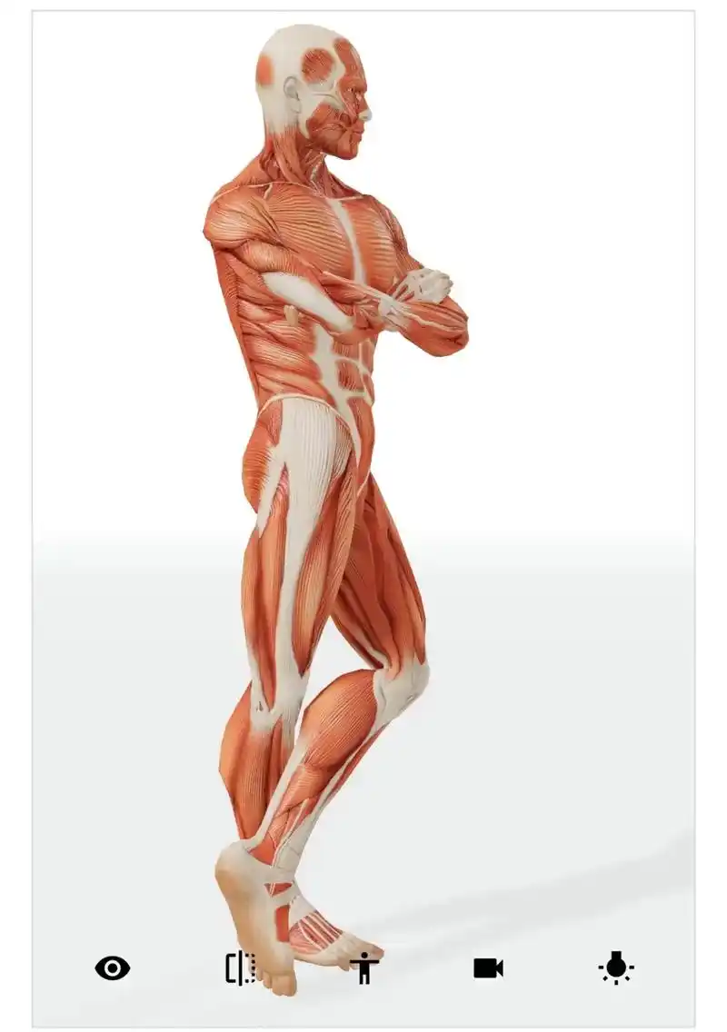 分享几个常规站姿人体肌肉.#抖音艺术创作者大会 #速写教学  - 抖音