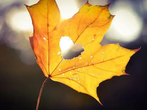 枫叶,唯美,爱心,爱情,初心枫叶壁纸图片