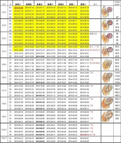 怀孕40周胎儿发育每周情况表-新版