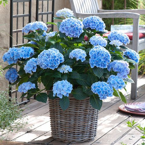 绣球花盆栽优惠专场