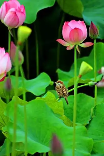 上一页 下一页 作品名称: 雀儿探花  作品描述:   拍摄地点: 休宁县