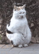 今日份沙雕表情包请签收【动图表情包】