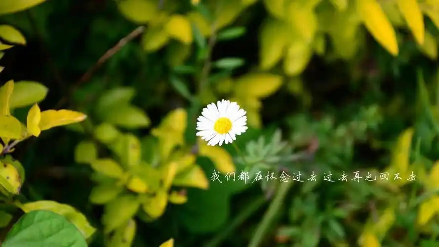 文字我们都在怀念过去文字控壁纸