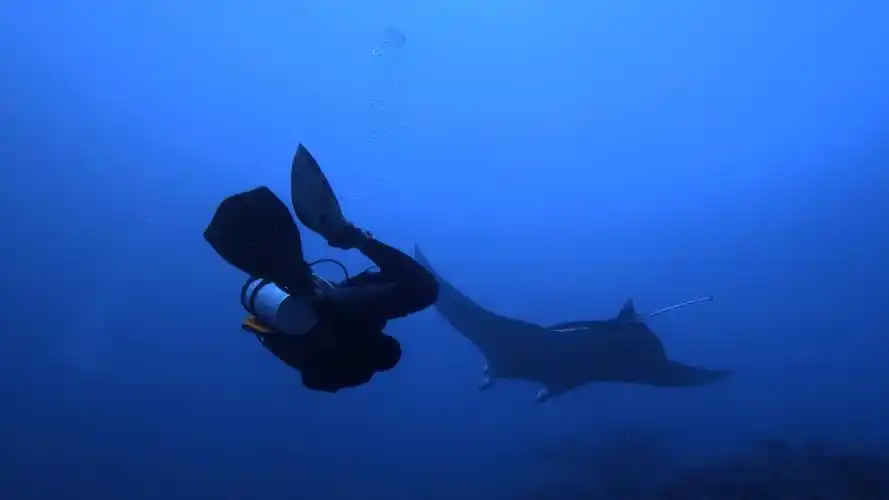 马代船宿第一天,一只大manta.