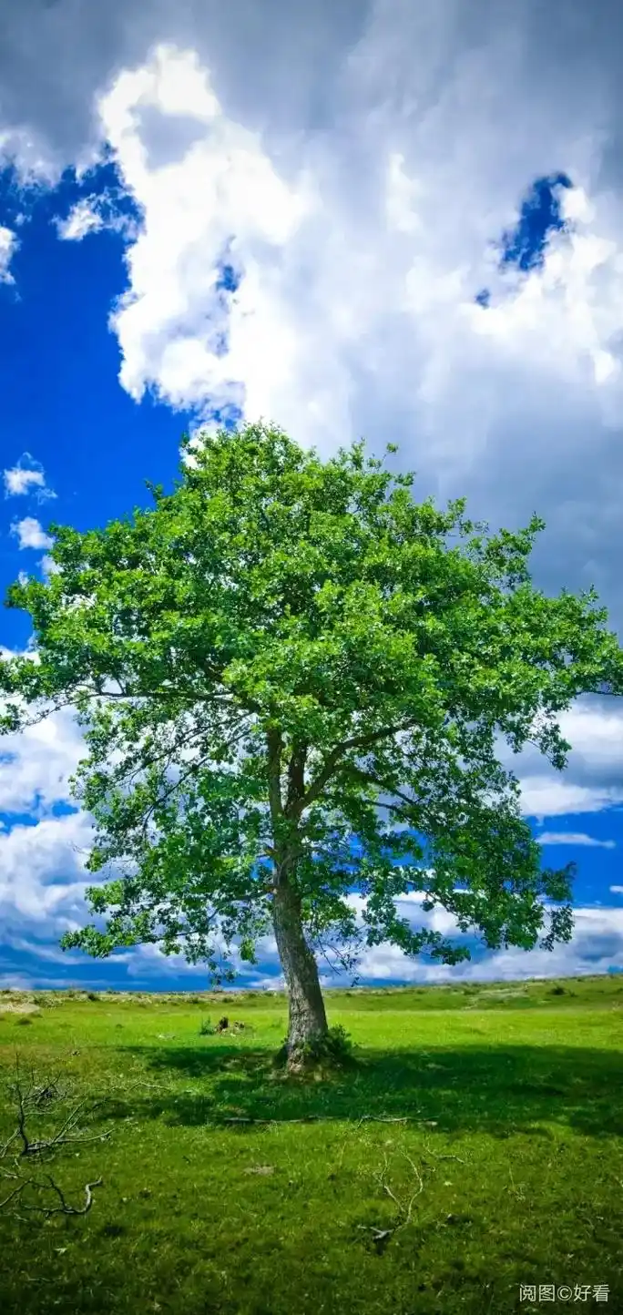 蓝天白云绿草地这风景太美了 #感受大自然的气息和美景