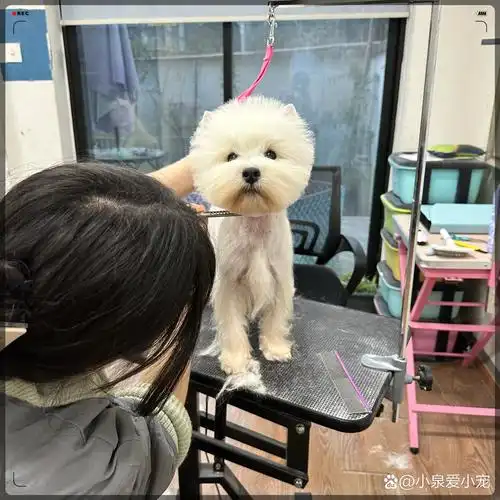 作为一只拥有浓密毛发的西高地白梗,定期的拔毛工作是必不可少的哦!