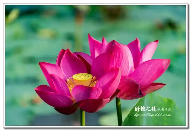 朵朵荷花盛开,千姿百态,美不胜收!