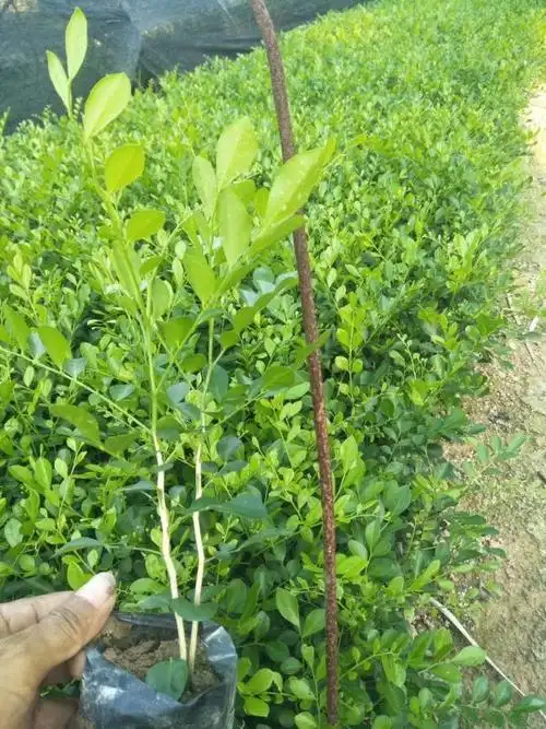 七里香价格 七里香小苗 福建七里香苗木基地批发