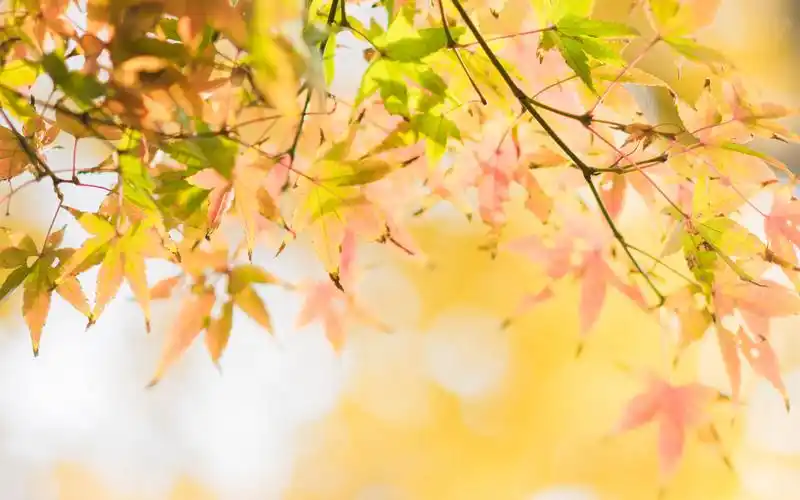 秋天黄色枫叶小清新唯美图片桌面壁纸