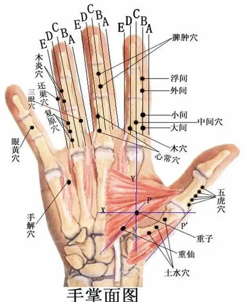一一部位(手指部位)