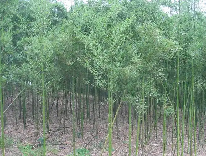 芜湖裕丰生态农业/安徽雷竹采购/安徽雷竹价格